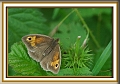 meadow brown butterfly-1